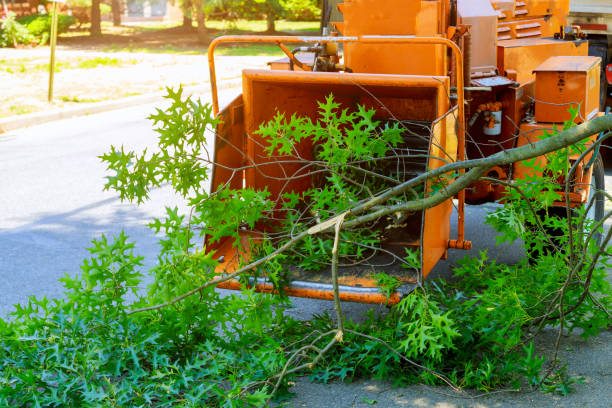 Trusted Highlands, NJ Tree Care Services Experts